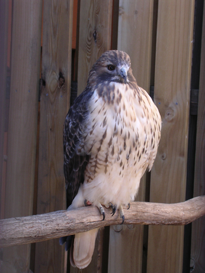 red tailed hawk