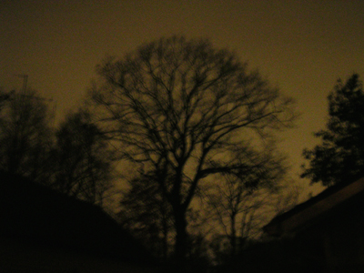 tree