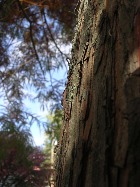 bark