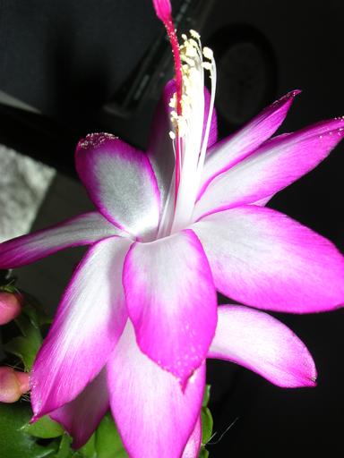 christmas cactus