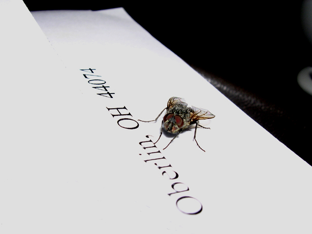 the fly