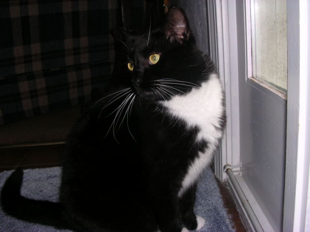 photo friday: black and white: my cat, jackson
