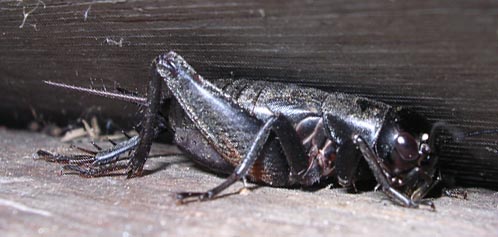 black bug