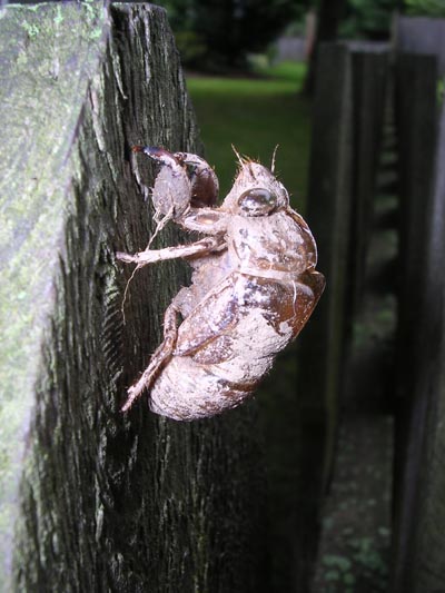 a bug's exoskeleton