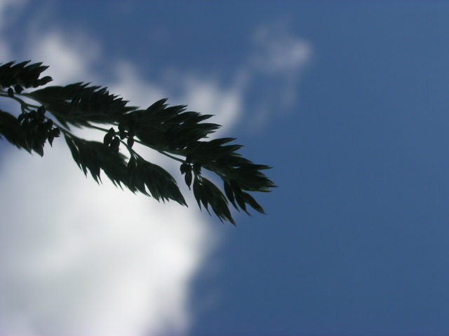 grass and the sky