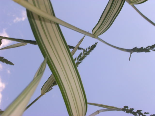 more grass and the sky