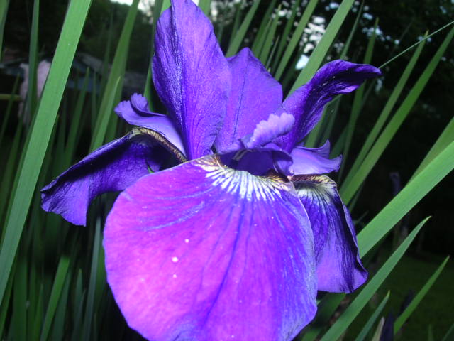 iris in our yard