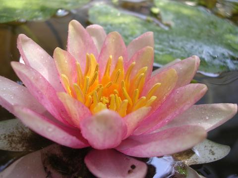 a perfect waterlily