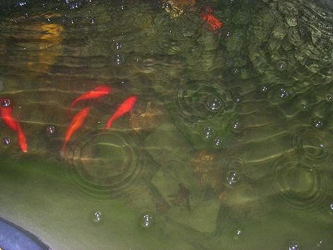 pond at night