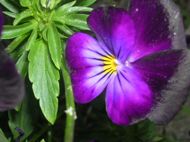 purple flower