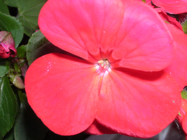 red flower