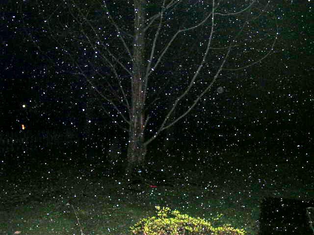 picture of tree while snowing - i confess - it is photoshop enhanced