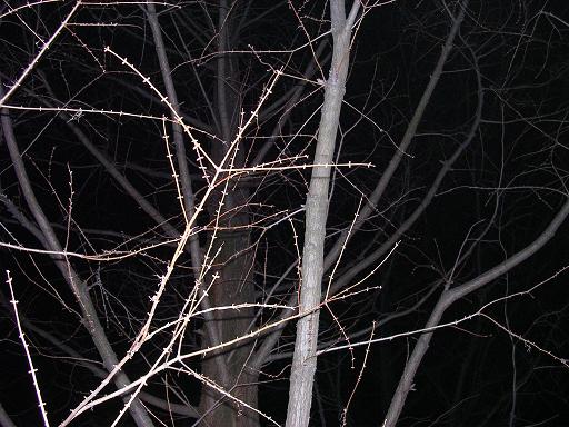 tree at night