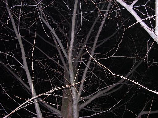 tree at night