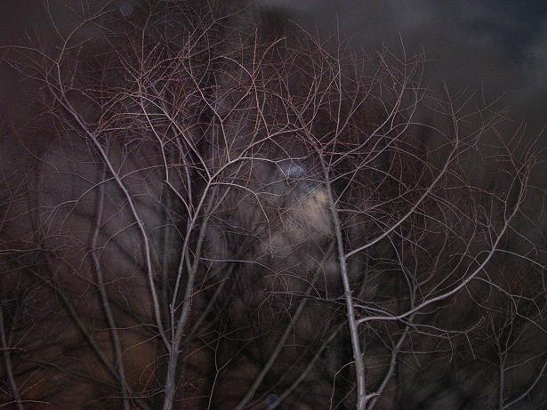 tree at night