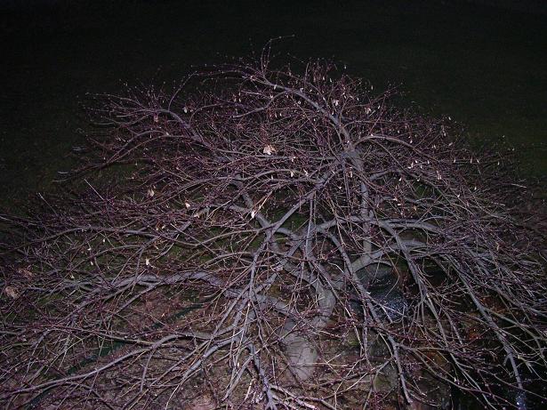 tree at night