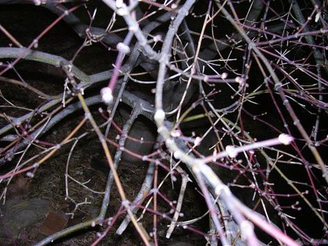 tree at night