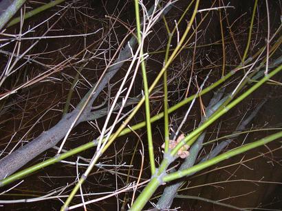 tree at night