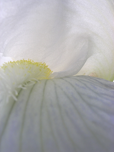 white iris