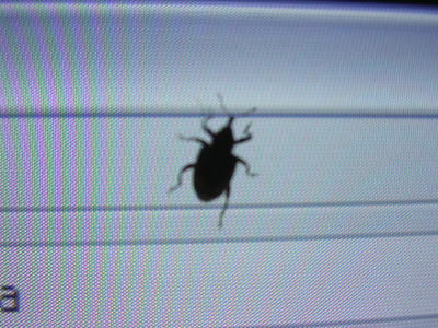 bug on screen