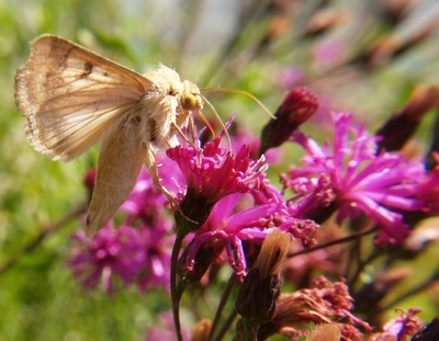 moth on wildflower