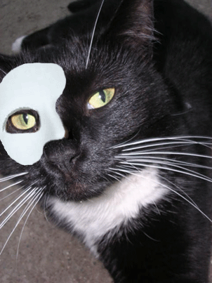The Phantom of the Litterbox