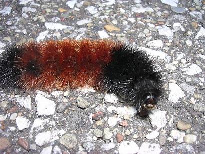 wooly bear says: bad winter or maybe good winter