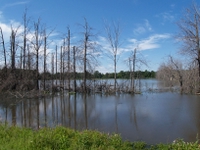 wetlands image