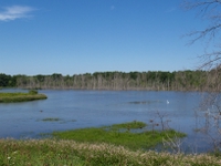 wetlands image