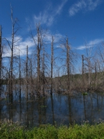 wetlands image