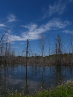 wetlands image