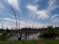 wetlands image