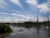 wetlands image