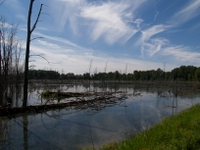 wetlands image