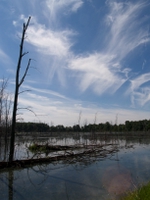 wetlands image