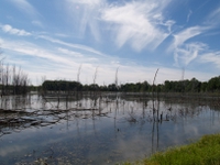 wetlands image