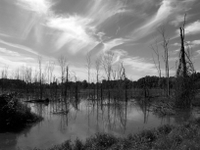 wetlands image